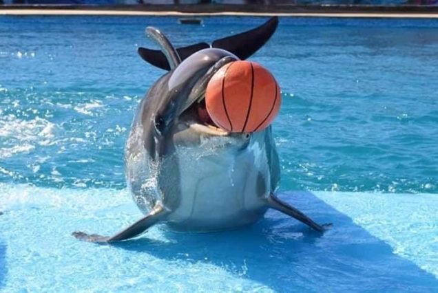 Dolphin Show in Sharm El Sheikh